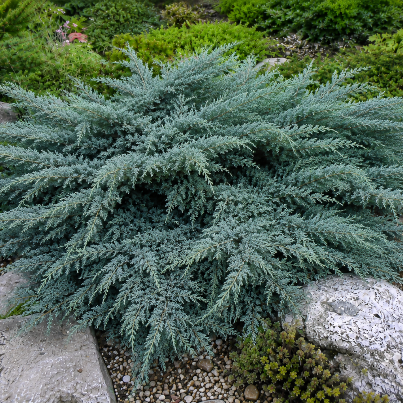 Obrázok Borievka prostredná (Juniperus × media) ´PFITZERIANA GLAUCA´ - výška 20-30 cm ⌀ 20-30 cm , kont. C3L